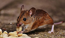 24 Hour & Emergency Exterminators in Carneys Point Township, NJ